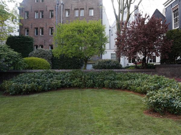 Rhododendron-Hecke im Herzen von Amsterdam