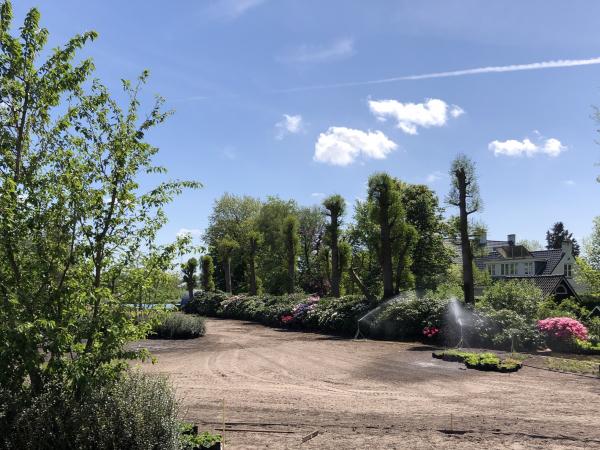 Bloeiende rhododendrons warmond