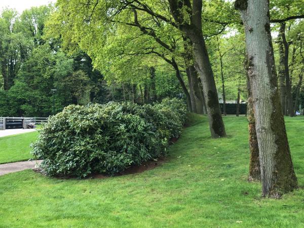 Catawbiense grandiflorum haag