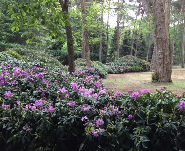 Catawbiense grandiflorum holten