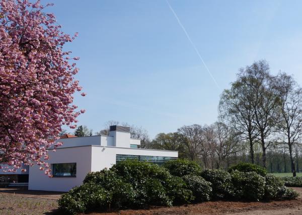 Dunkelgrüne Blätter Rhododendron-Wolke