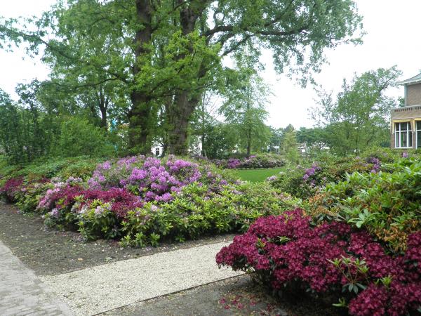 Rhododendron Cloud Old Port