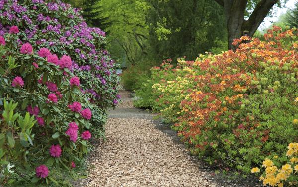 Rhododendron Nova Zembla 