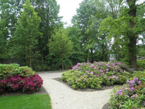 Rhododendron Cloud Catawbiense Grandiflorum