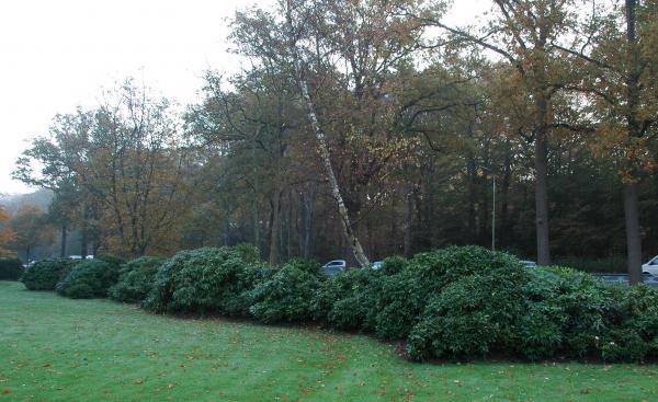 Rhododendronsoorten aangeplant in natuurlijke haag