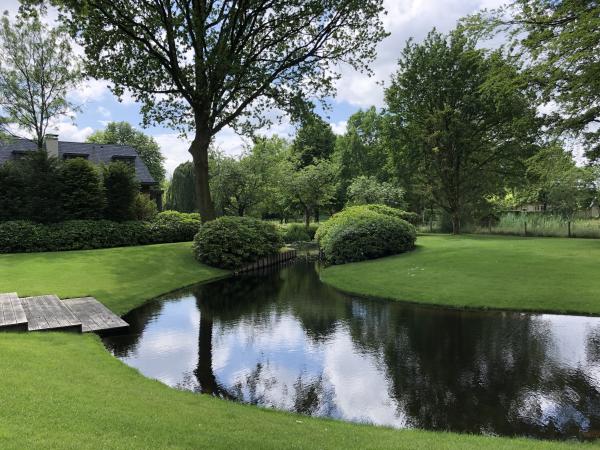 Rhododendron clouds along the water