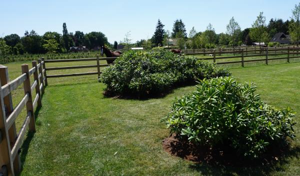 Rhododendron-Wolken in ländlicher Umgebung