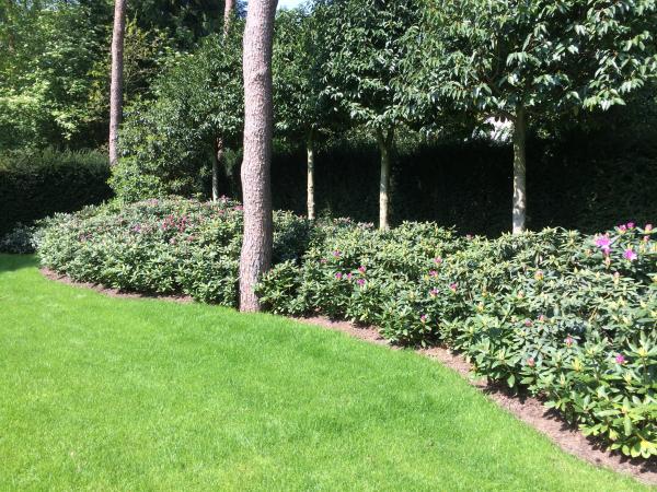 Roseum elegans tijdens de bloei