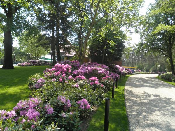 Snelgroeiende Rhododendrons Droompark de Zanding